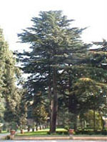 MSA CEDRUS LIBANI 50 ML - doctorpill.it