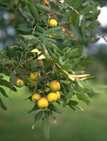 MSA SORBUS DOMESTICA 50 ML - doctorpill.it