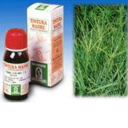 GRAMIGNA 37 50ML TM - doctorpill.it