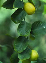 MSA CITRUS LIMONUM 50 ML - doctorpill.it